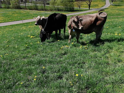 Allgäuer Kühe