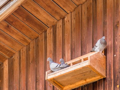Unsere Tauben - gehört zum Bauernhof - herrliches Gegurre