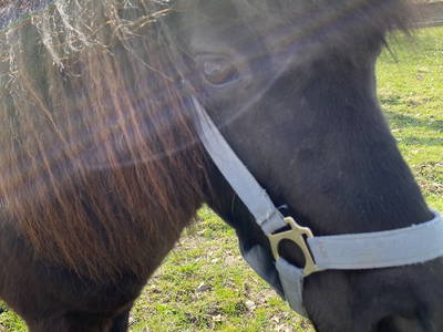 Bild 6 aus  Ferienhof Westermann