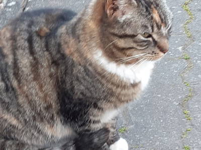 Bild 23 aus  Tommis Landhof