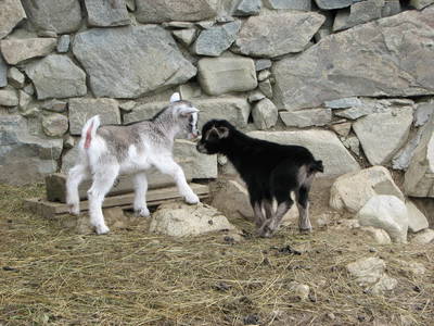 Bild 38 aus  Raffreiderhof