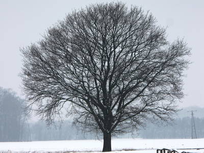 Meyers Eiche im Winter