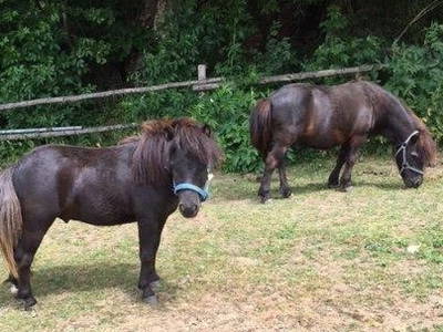 Bild 6 aus  Ferien im Landhaus  Killinger