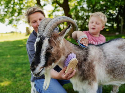 Bild 2 aus  Familienparadies auf Fehmarn - Bauernhofurlaub mit Tieren, viel Platz zum Spielen & Ostseenähe