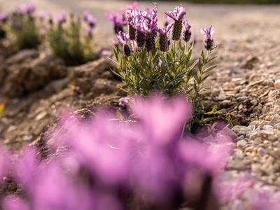 Bild 43 aus  LandSelection Weingut "IL PALAGIO"