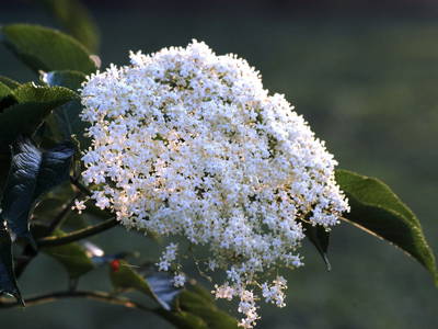 Holunderblüte im Juni