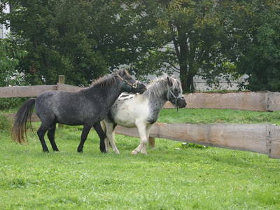 Unsere beiden Ponys