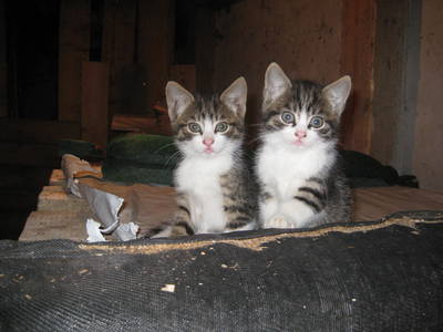 Bild 16 aus  Winklerhof-Kinderlandbauernhof, Familie Esterer