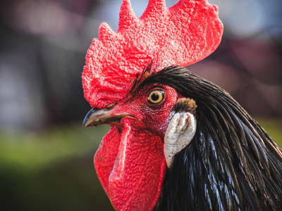 Bild 14 aus  Gutshof Armbruster