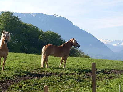 Bild 32 aus  Fuchsbauernhof