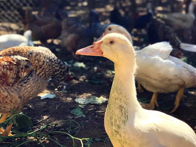 Bild 16 aus  Le Colombié - Ferienhäuser an der Dordogne mieten