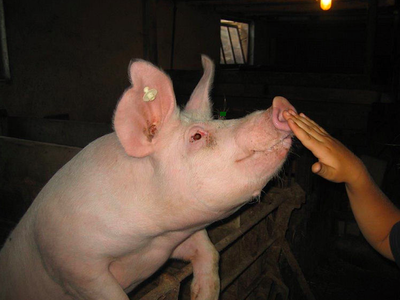 Bild 25 aus  Ferienhof Siber