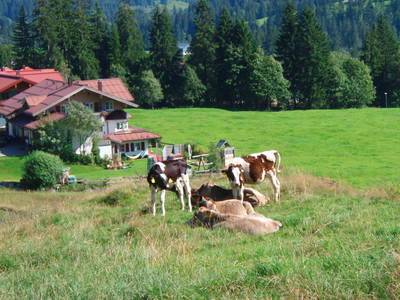 Bild 21 aus  Alpenrösle Ferienwohnungen