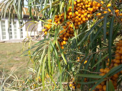 Bild 14 aus  STRANDDORF AUGUSTENHOF  - Ferienhäuser direkt an der Ostsee