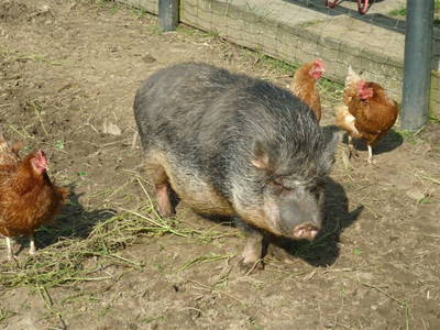 Bild 38 aus  Hof Schlossblick  " der etwas andere Bauernhof "