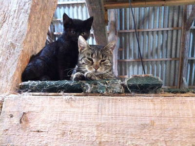 Unsere Mietzekater haben ihr Quartier in der Scheune... wie auch die Kaninchen...