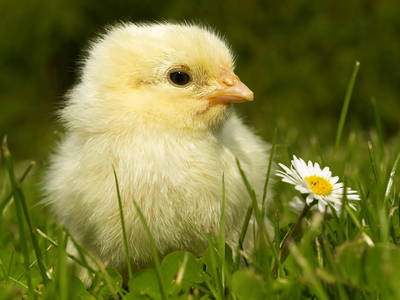 Bild 11 aus  Oberhöherhof