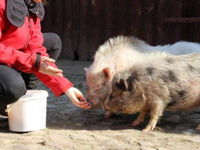 Bild 20 aus  Reiter- und Erlebnisbauernhof Groß Briesen