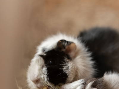 Bild 11 aus  Zillertaler Hofchalets