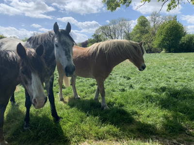 Bild 9 aus  Nübbelhof