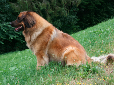 Bild 15 aus  Bierpeterhof