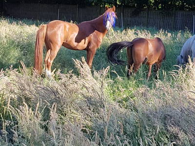 Bild 67 aus  Lindenhof