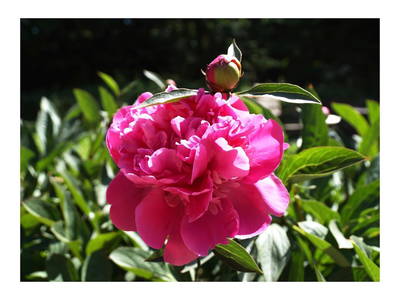 Bild 15 aus  SchleinersHof