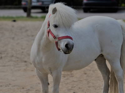 Bild 13 aus  Ferienhof Rickerts