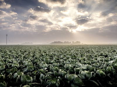 Unser Ferienhof im Kohl bei Sonnenaufgang