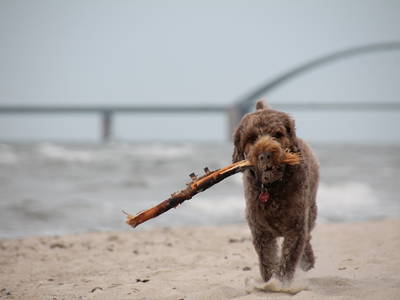 Ein Strand zum toben keine 750 m entfernt