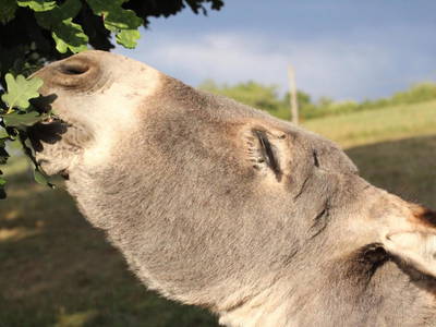 Bild 23 aus  Backhaus Grüntal
