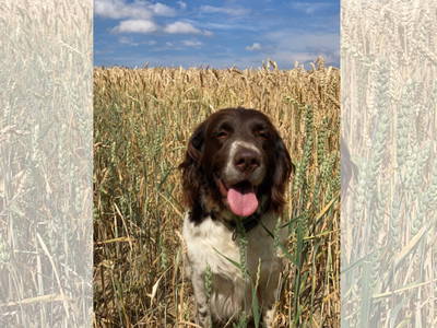 Bild 8 aus  Ferienhof Theede- Urlaub in Ostseenähe