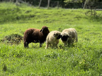 Bild 29 aus  Hof in Liebesdorf