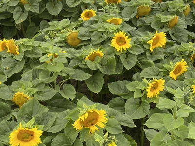 Bild 68 aus  LandSelection Rüsterhof