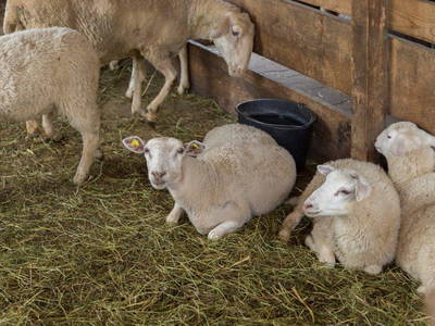 Bild 68 aus  Allgäu Bergferienhof