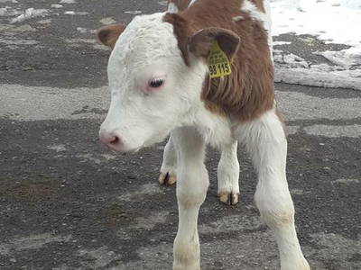 Bild 16 aus  Ferienhof Fink