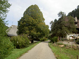 Bild 10 aus  Vorderhof