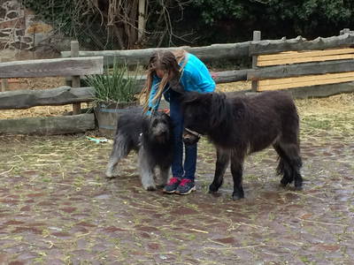Schafpudel Nelly und Minishetty Polly