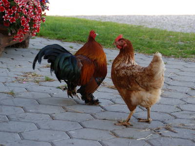 Bild 16 aus  Ferienhof Hitzelberger