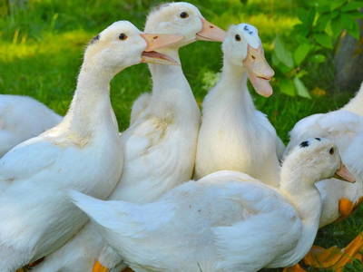 Fröhliches Enten geschnattere