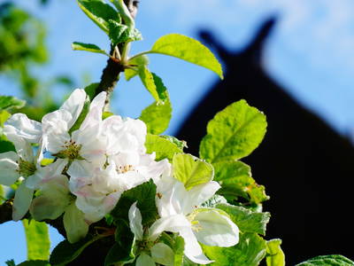 Bild 14 aus  LandSelection Ostsee: Gutshof Bastorf