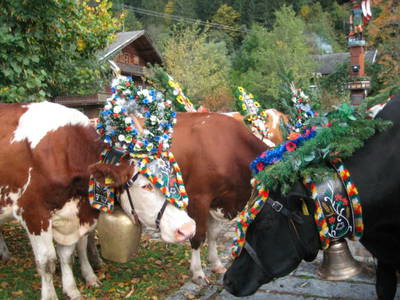 Bild 6 aus  Sonnenappartement