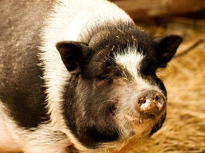 Unseren Schweinen Ella & Adriane gefällt es bei uns sehr gut