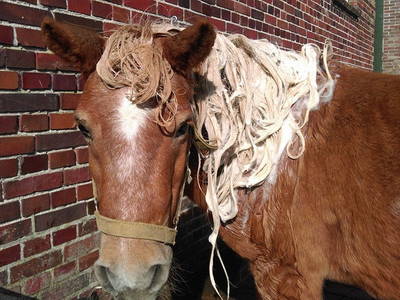 Bild 35 aus  Katrin's Ferienhof