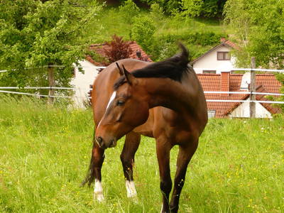Bild 6 aus  Reiterhof Obere Mühle