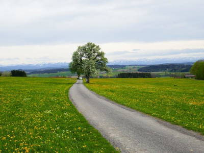 Bild 137 aus  Allgäu Bergferienhof