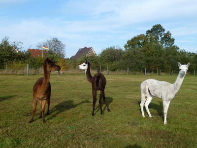 Bild 10 aus  Hof Roßkamp