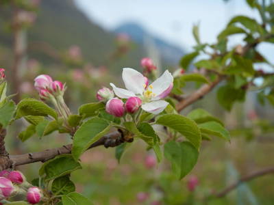Bild 7 aus  Ferienwohnungen Grabmayrhof