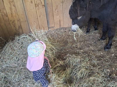Bild 51 aus  Langenhof im Schwarzwald bei Oppenau