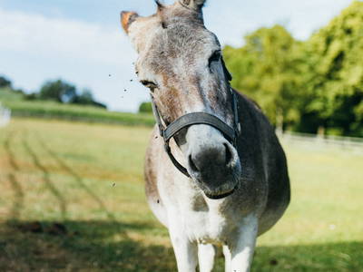 Bild 3 aus  Ottonenhof, die Familotel Ferienhofanlage für die GANZE Familie im Sauerland